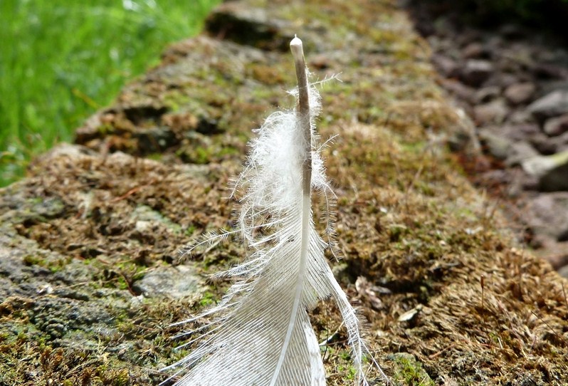 Piuma da identificare - Germano reale